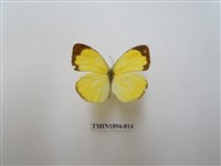 藏品(黃蝶)的圖片